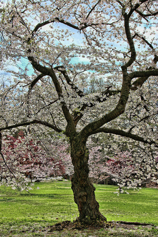 Cherry Blossom Trees of Branch Brook Park 31 Photograph by Allen Beatty