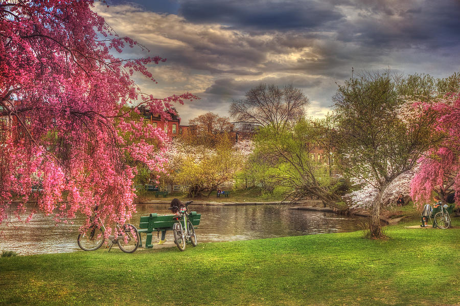 Boston Photograph - Cherry Blossom Trees on the Charles River Basin in Boston by Joann Vitali