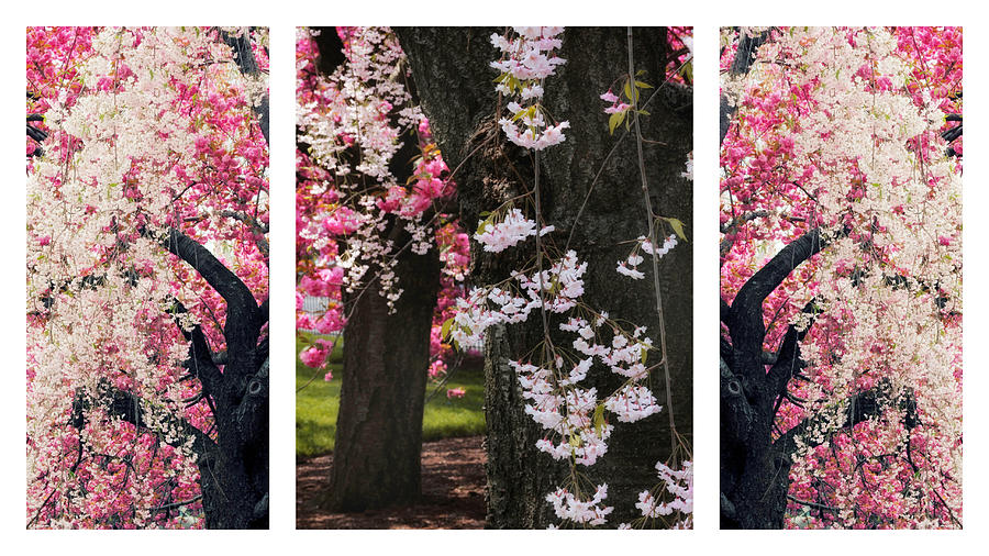 Cherry Blossom Triptych Photograph by Jessica Jenney