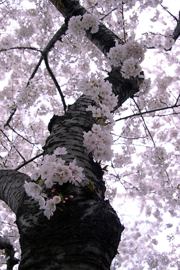 Cherry Blossom Trunk Photograph by Cora Wandel