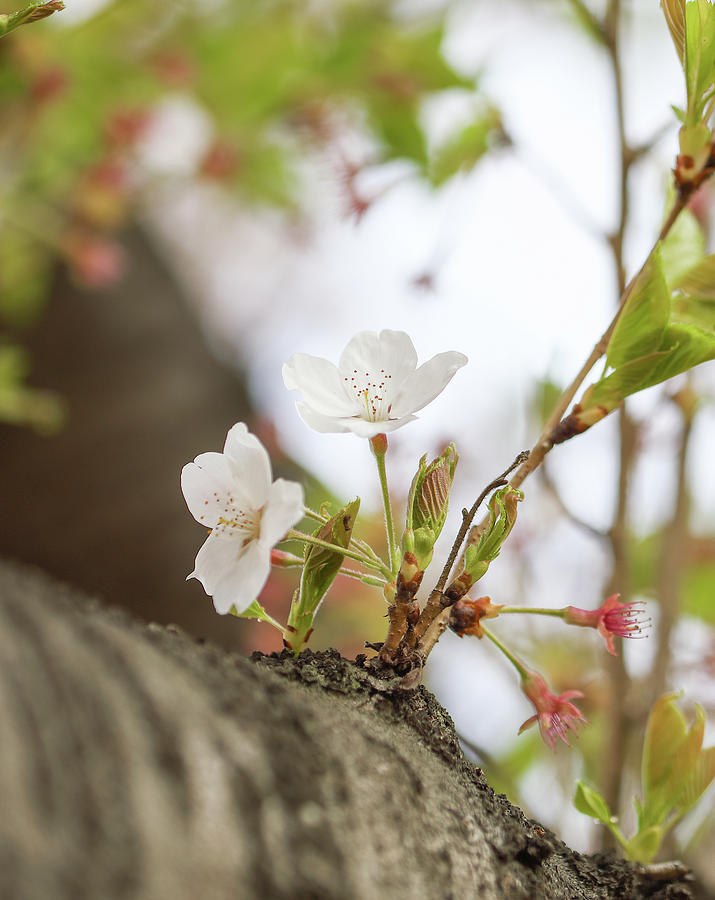 cherry blossom VI Photograph by Hyuntae Kim