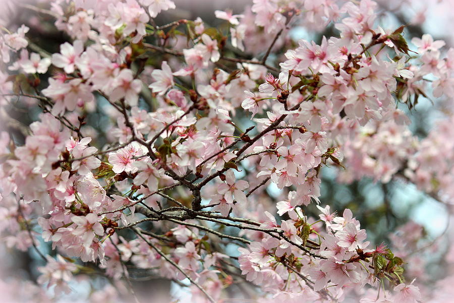 Spring Photograph - Cherry Blossom Vignette by Rosanne Jordan