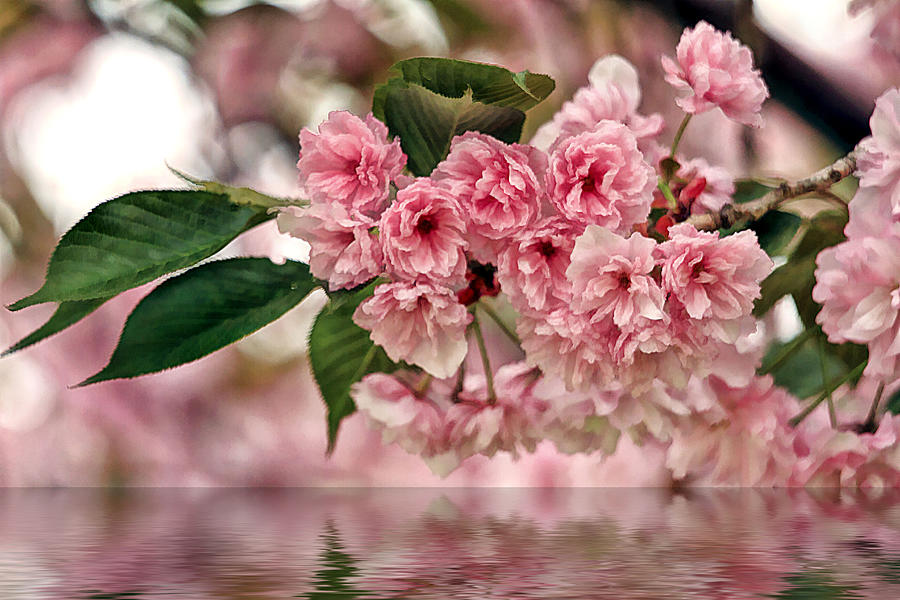 Cherry Blossom Wall Hanging Photograph