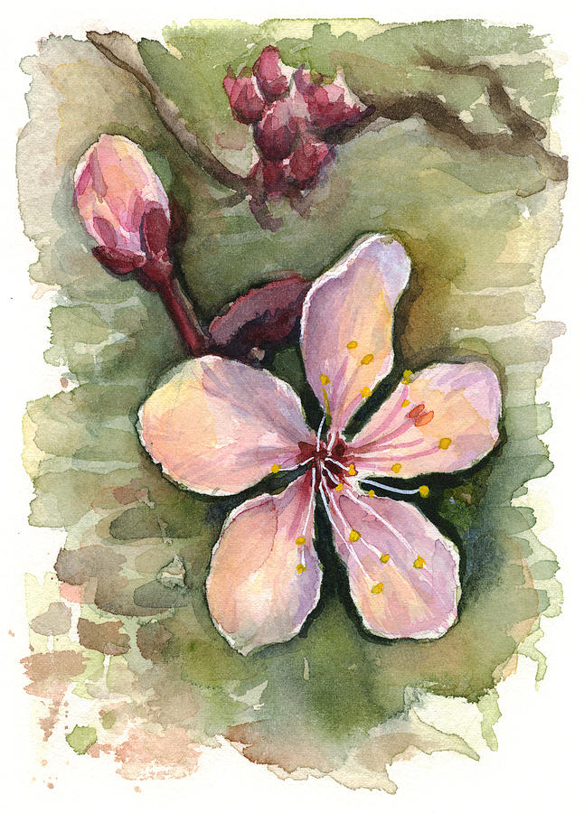 Flowers Still Life Painting - Cherry Blossom Watercolor by Olga Shvartsur