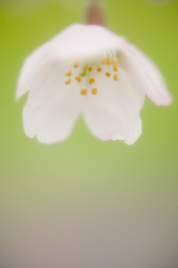 Spring Photograph - Cherry blossom by Yasuhiro Fukui