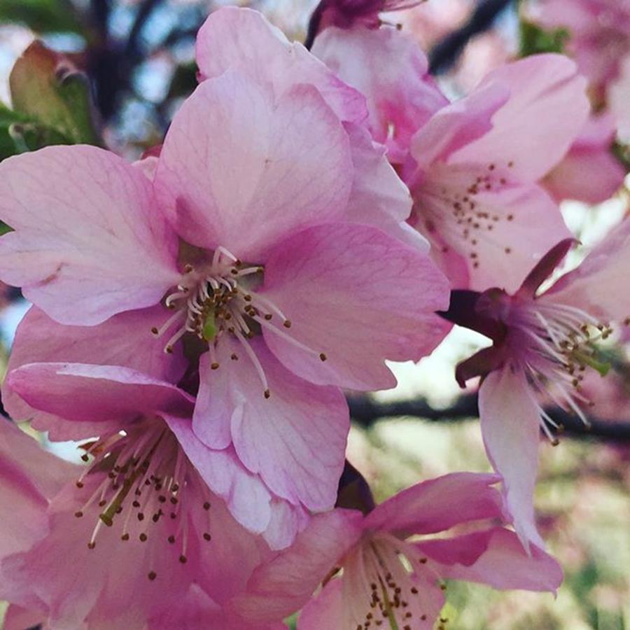 Nature Photograph - Cherry Blossomes.
#like #life #cherry by Ayaka Sagawa
