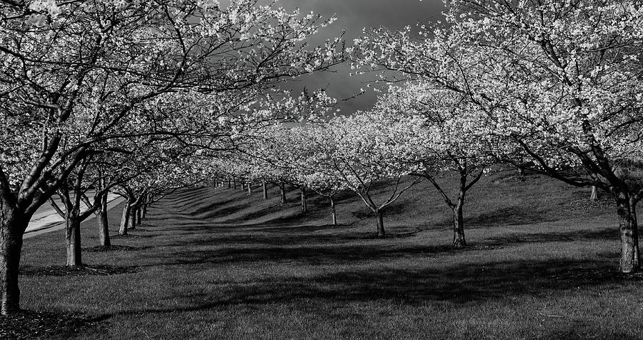 Cleveland Photograph - Cherry Blossoms 1 by Lindy Grasser Cleveland Photograph - Cherry Blossoms 1 by Lindy Grasser