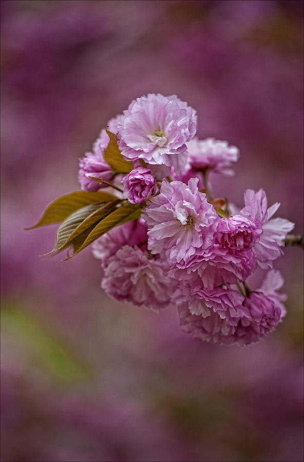 Flower Photograph - Cherry Blossoms 1 by Robert Ullmann