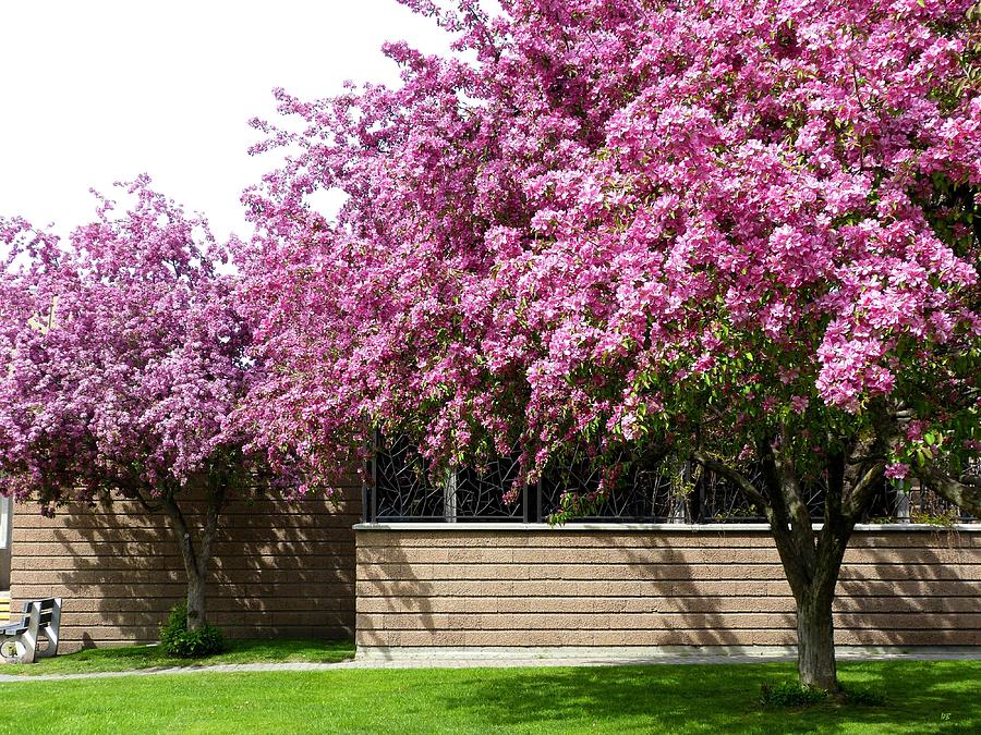 Cherry Blossoms 1 Photograph