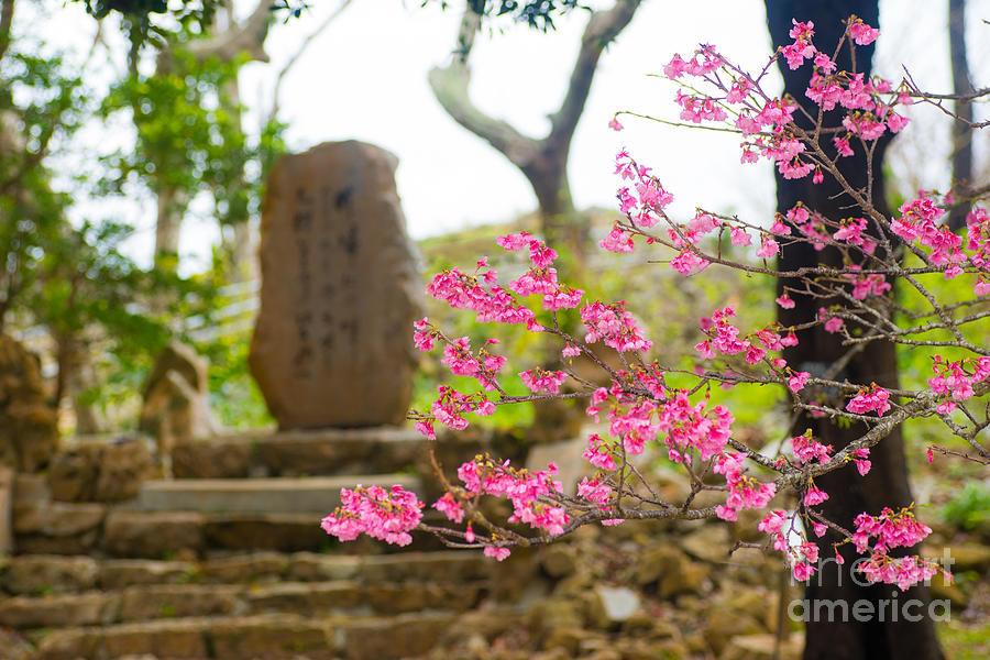 Cherry Blossoms 11 by Steven Hendricks Cherry Blossoms 11 by Steven Hendricks
