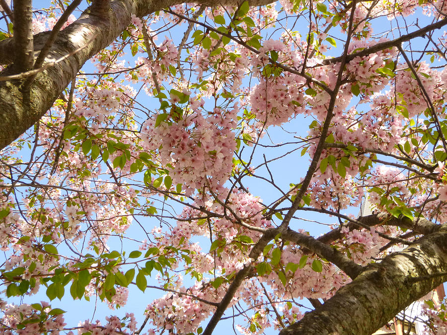 Cherry Blossoms 2 Photograph by Ellen Paull