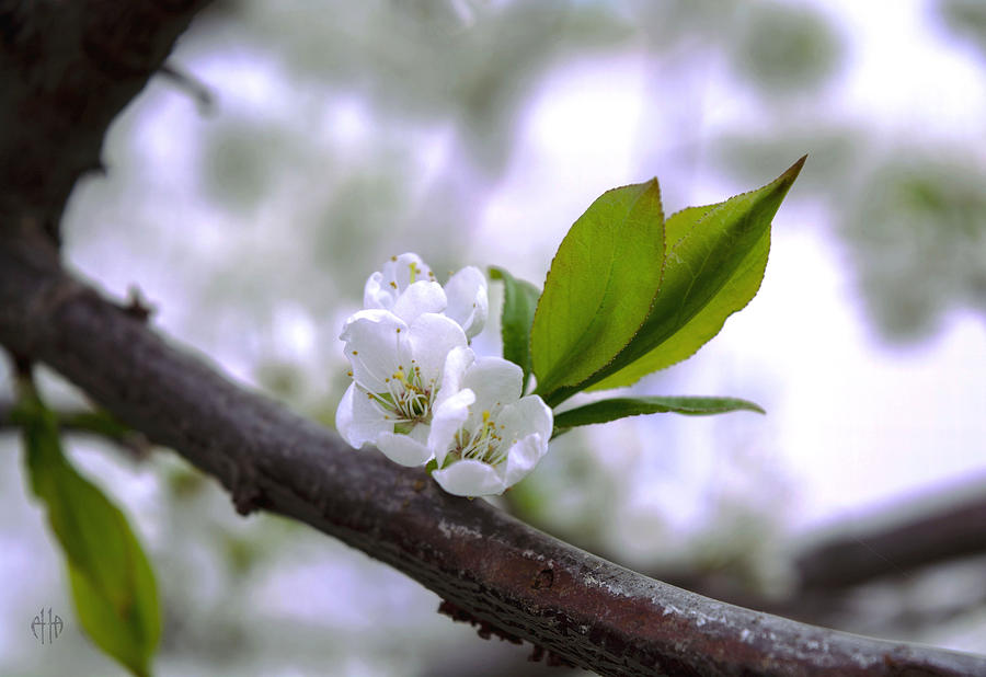Nature Photograph - Cherry blossoms 2 by Irina Effa
