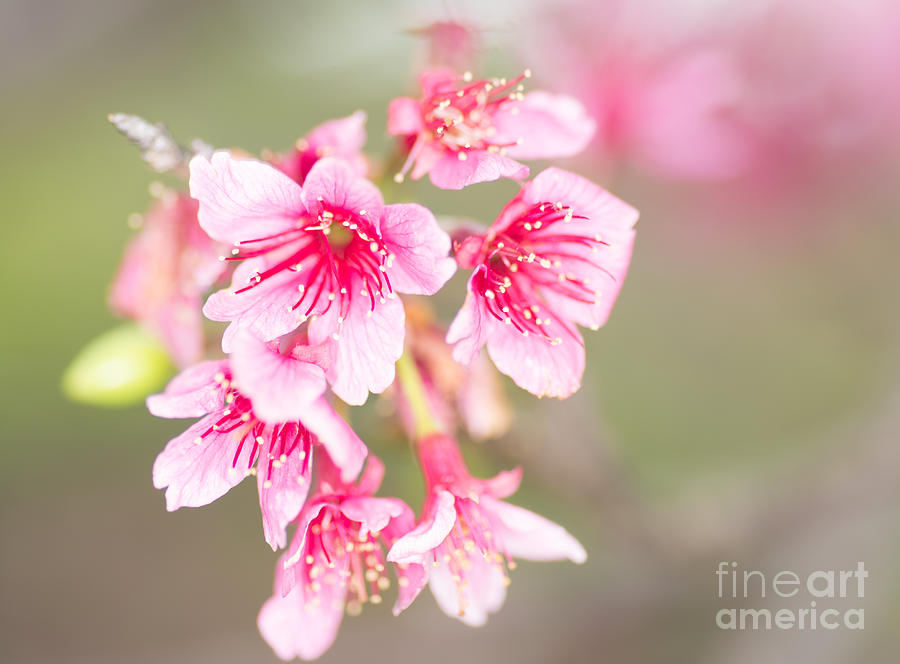 Cherry Blossoms 2 by Steven Hendricks Cherry Blossoms 2 by Steven Hendricks
