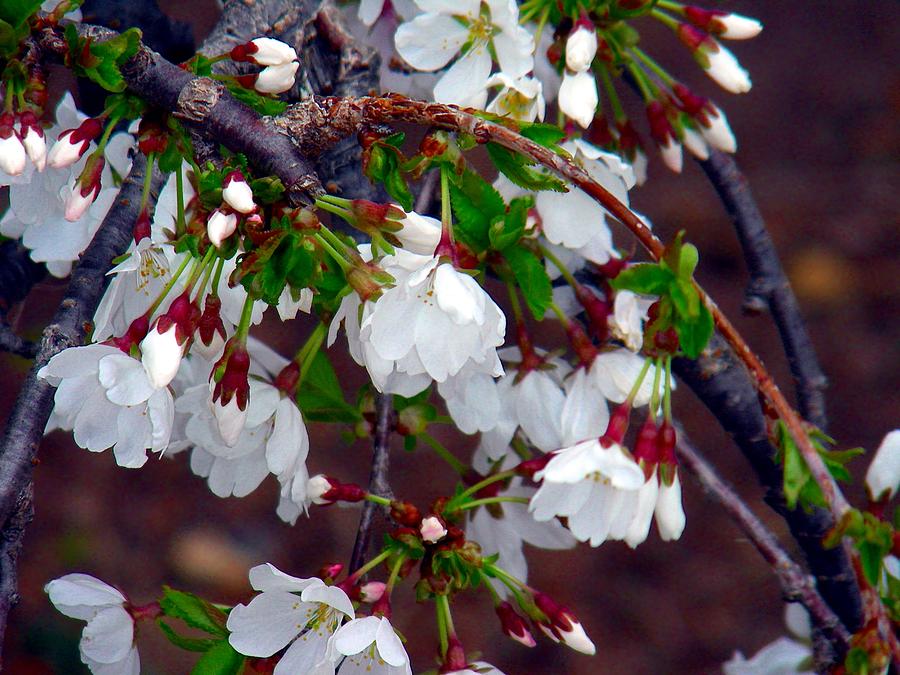 Flower Photograph - Cherry Blossoms 2 by Xavier Wasp