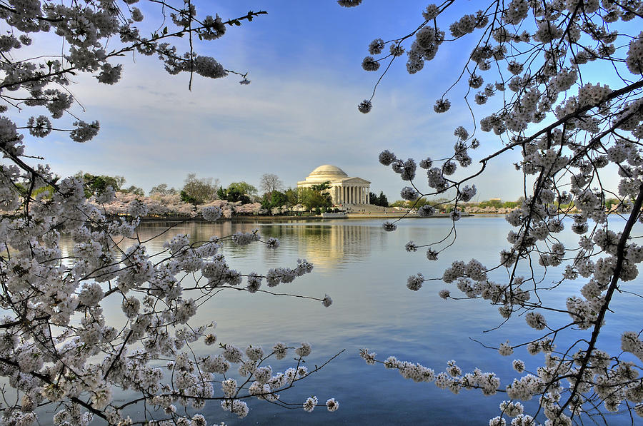 Cherry Blossoms 2015 Photograph by Dan Myers
