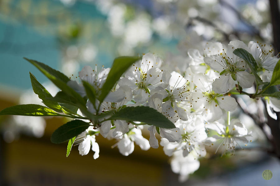 Nature Photograph - Cherry Blossoms 3 by Irina Effa