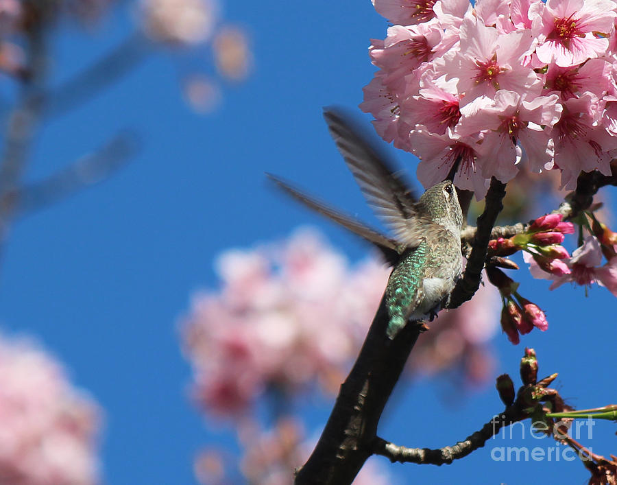 Cherry Blossoms 4 Photograph by Cheryl Del Toro