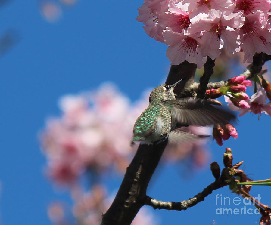 Cherry Blossoms 5 Photograph by Cheryl Del Toro