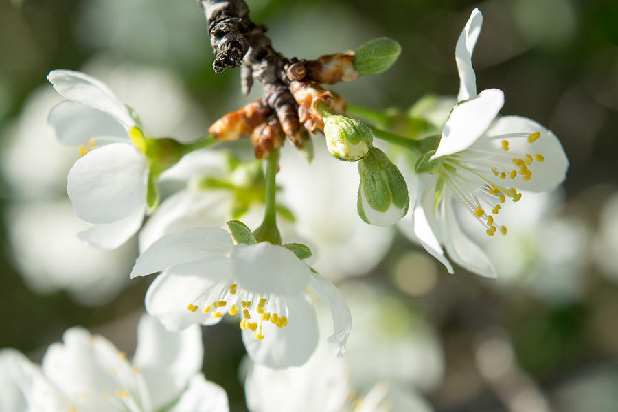 Nature Photograph - Cherry Blossoms 5 by Irina Effa