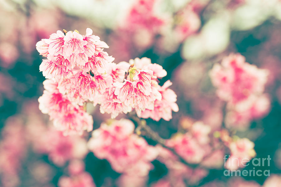 Cherry Blossoms 7 by Steven Hendricks Cherry Blossoms 7 by Steven Hendricks