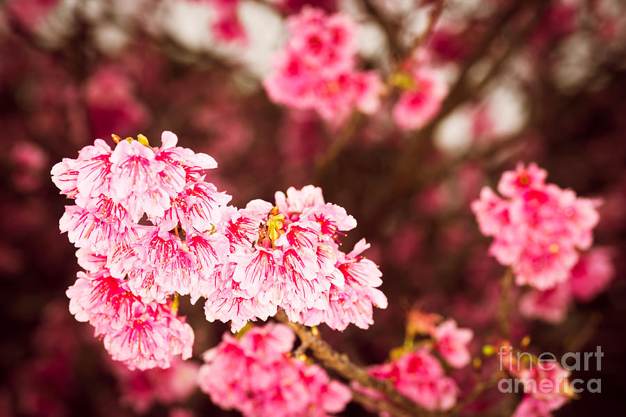 Cherry Blossoms 8 by Steven Hendricks Cherry Blossoms 8 by Steven Hendricks