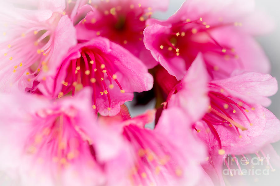 Cherry Blossoms 9 by Steven Hendricks Cherry Blossoms 9 by Steven Hendricks