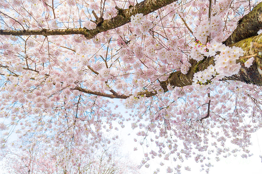Cherry Blossoms Ahead Photograph