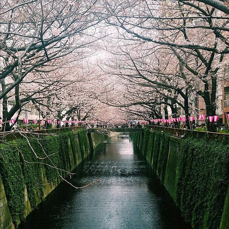 Spring Photograph - Cherry Blossoms Along Meguro River💕 by Lady Pumpkin