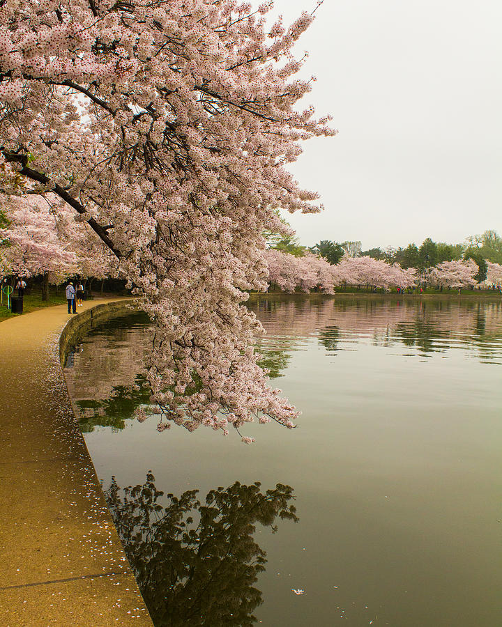 Cherry Blossoms Along the Tidal Basin 8x10 Photograph by Leah Palmer