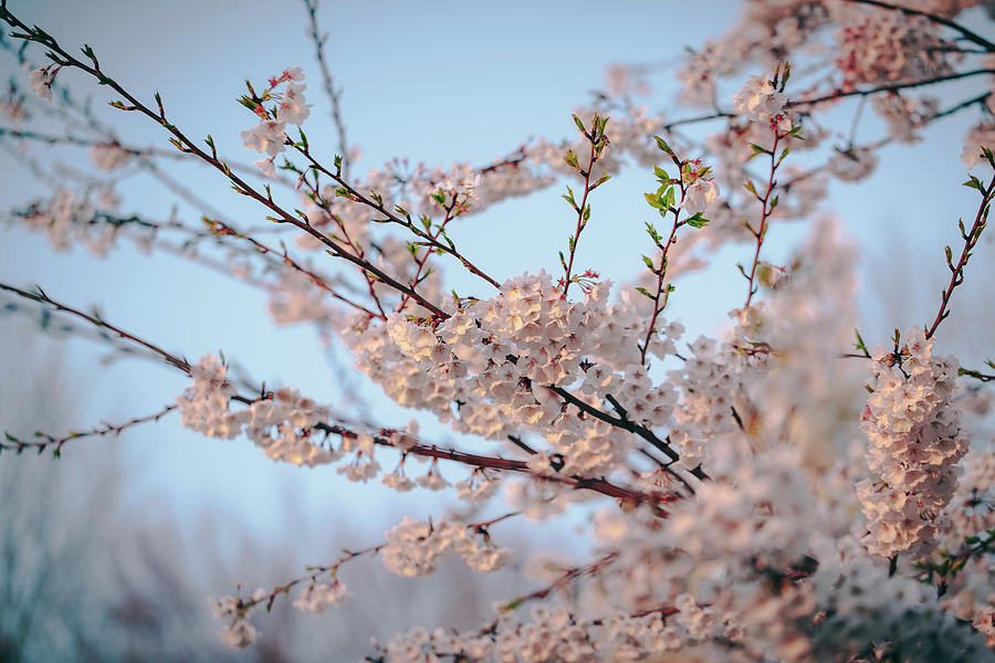 Spring Photograph - Cherry Blossoms by Amber Flowers
