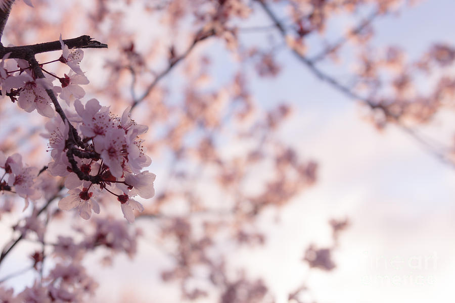Spring Photograph - Cherry Blossoms by Ana V Ramirez