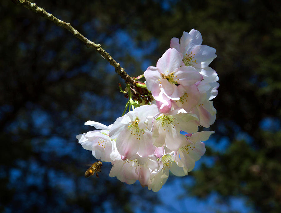 Cherry Blossoms and Bee Photograph by Bonnie Follett
