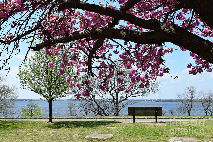 Cherry Blossoms and Bench Photograph by Barrie Stark