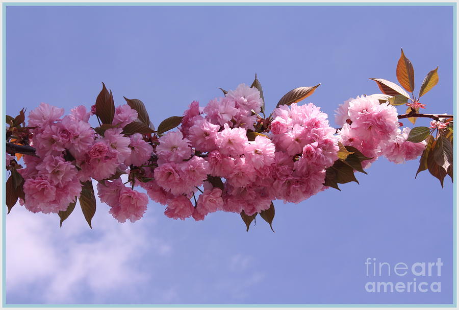 Cherry Blossoms and Blue Skies Photograph by Dora Sofia Caputo