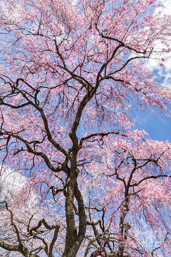 Cherry Blossoms and Clouds Photograph by Colin D Young - Fine Art America