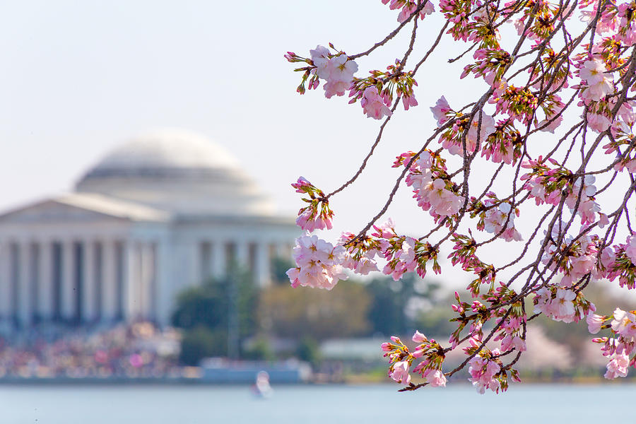 Cherry Blossoms and Jefferson Memorial Photograph by SR Green