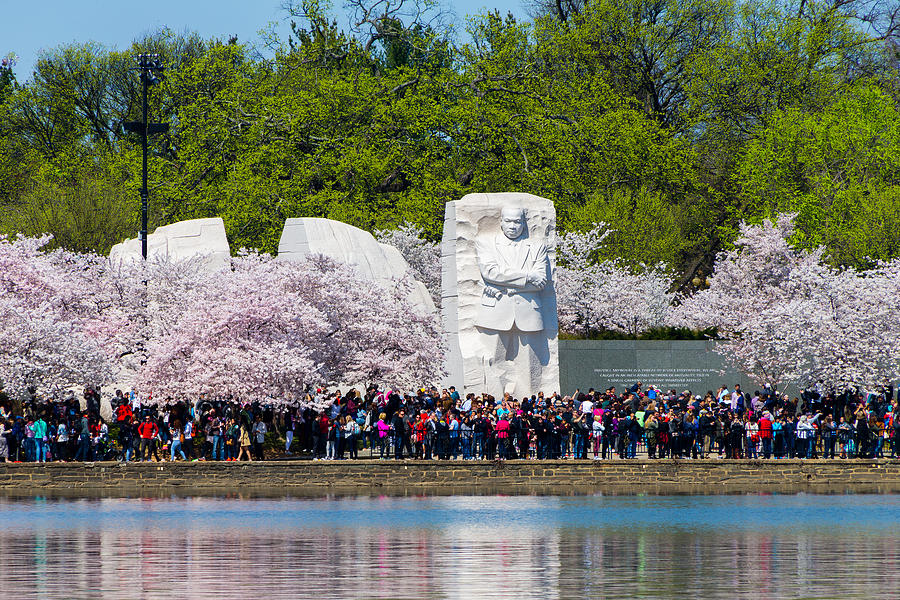 Cherry Blossoms and MLK Memorial Photograph by SR Green