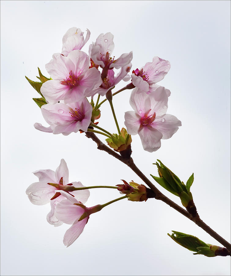 Cherry Blossoms and Raindrops Photograph by Robert Ullmann