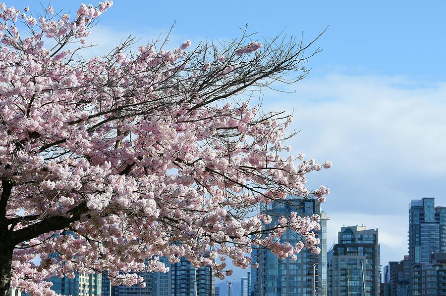 Cherry Blossoms And Skyline Photograph by Fraida Gutovich