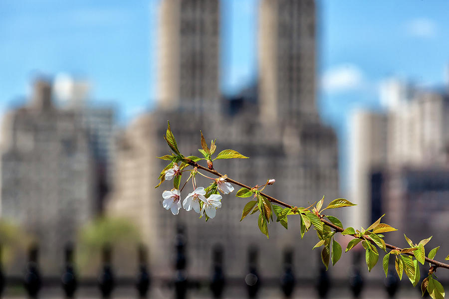 Cherry Blossoms and the City Photograph by Robert Ullmann
