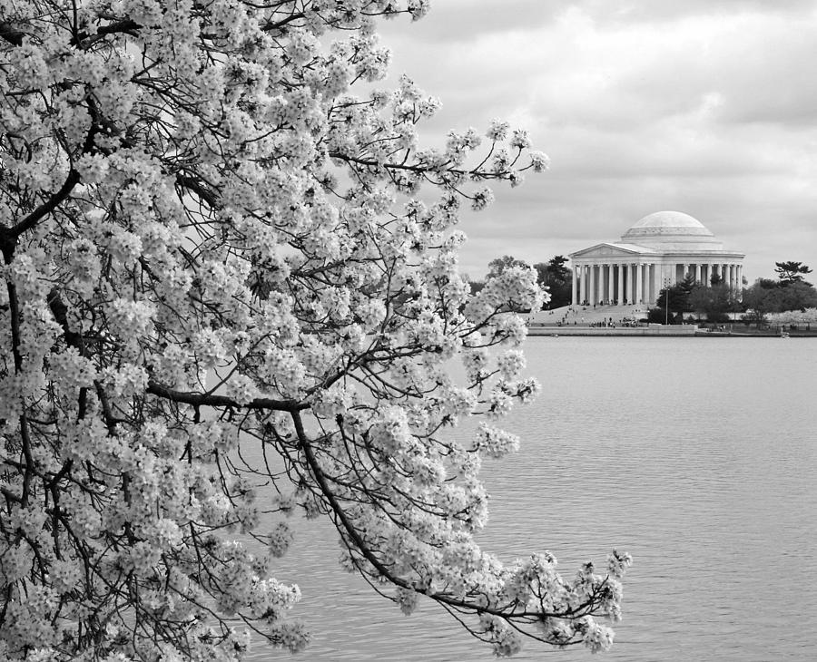 Cherry Blossoms And The Jefferson Memorial -- 2 Photograph