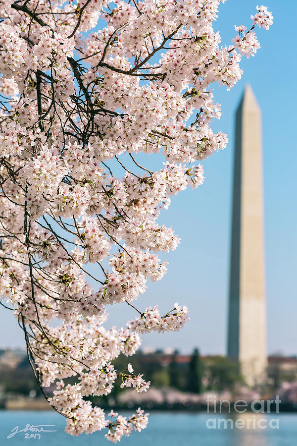 Cherry Blossoms and Washington Monument 1 Photograph by Jeffrey Stone