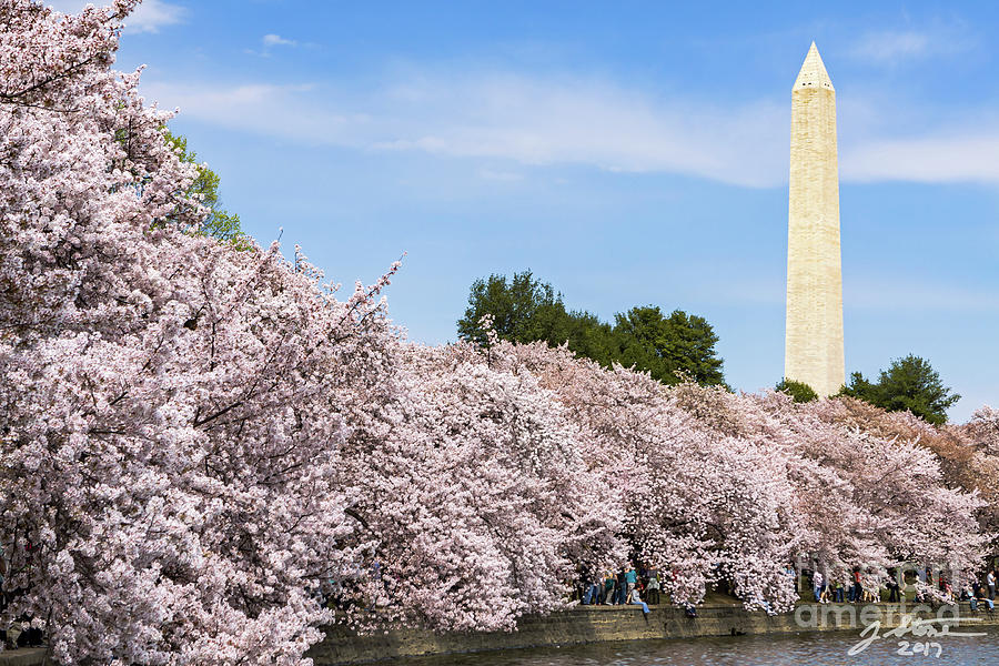 Cherry Blossoms and Washington Monument 2 Photograph by Jeffrey Stone