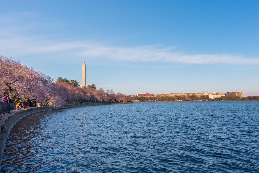 Cherry Blossoms and Washington Monument Photograph by SR Green