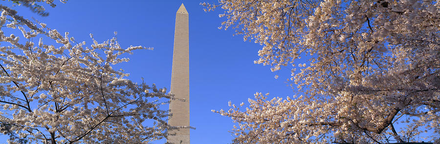 Architecture Photograph - Cherry Blossoms And Washington by Panoramic Images