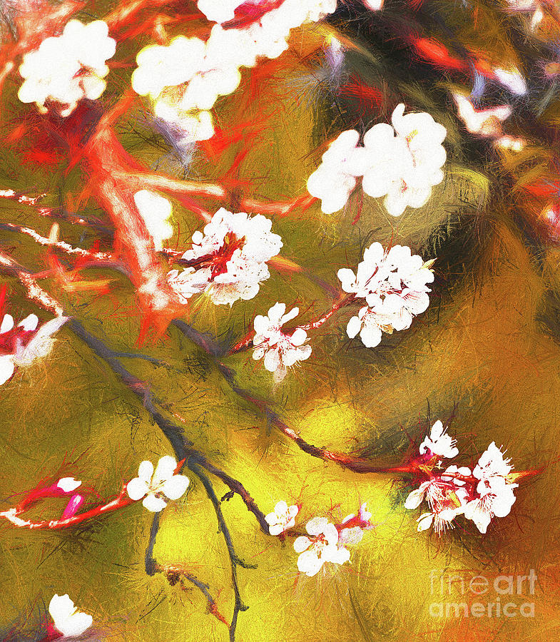 Cherry Blossoms Digital Art