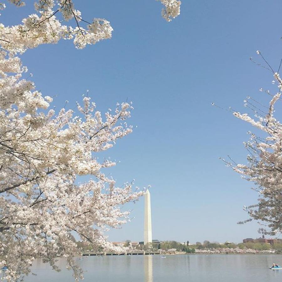 Cherryblossoms Photograph - Cherry Blossoms Are In Full Bloom by Taylor Maid Media Llc