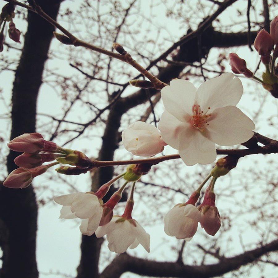 Spring Photograph - Cherry Blossoms Are Just Coming Out by Ayumi Sasaki