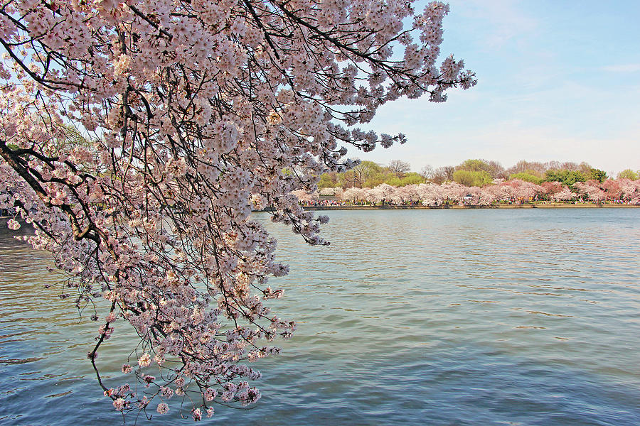 Cherry Blossoms Around The Tidal Basin Photograph