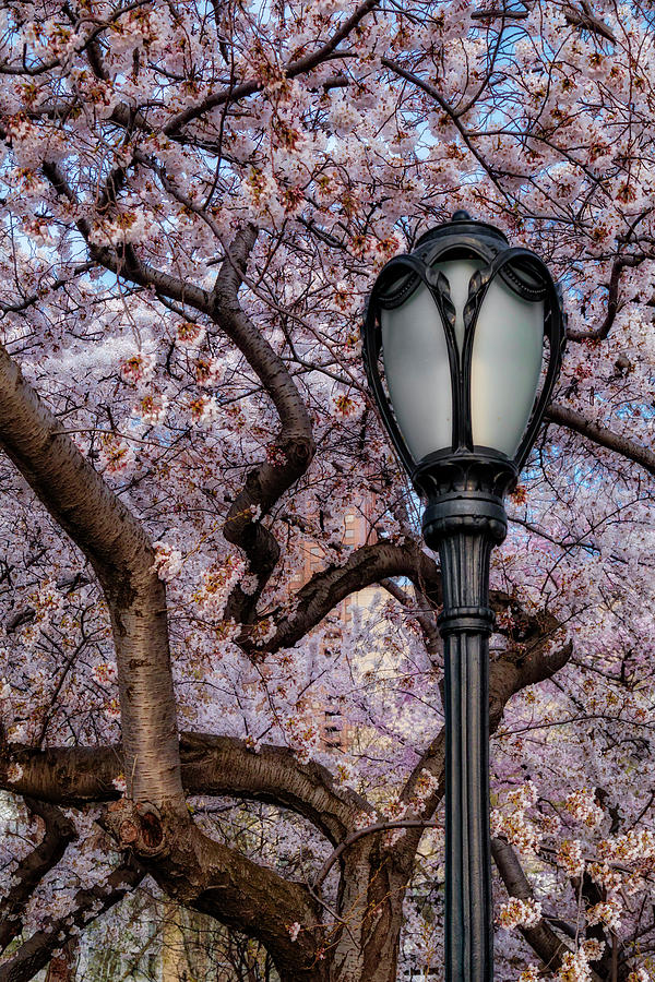Cherry Blossoms At Central Park NYC Photograph by Susan Candelario